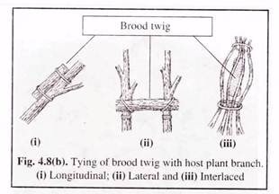 Brood Twig