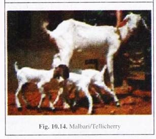 Malbari/ Tellicherry 