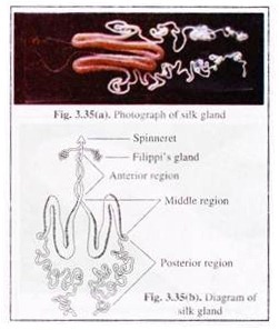 Diagram of Silk Gland