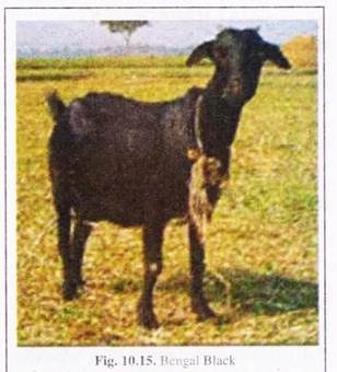 indian goat breeds with name