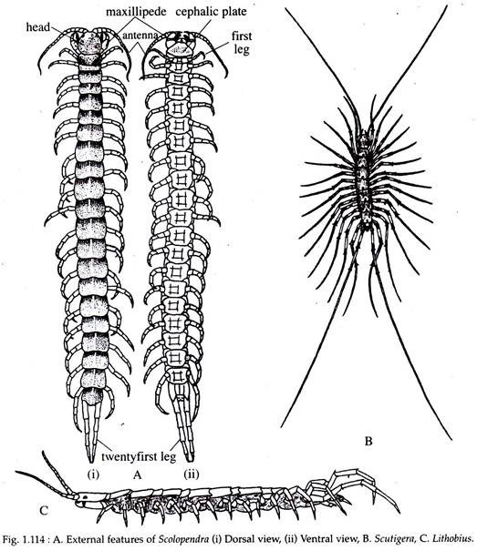 External Featrues of Scolopendra