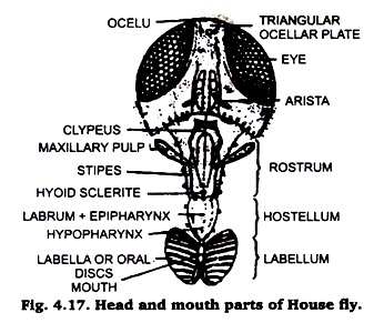 Head and Mouth Parts of House Fly