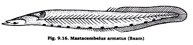 Mastacembelus armatus (Baam)