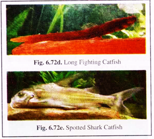 Long Fighting Catfish and Spotted Shark Catfish