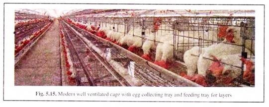 Morden Well Ventilated Cage with Egg CollectingTray and Feding Tray for Layers