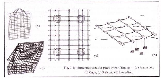 Structure Used for Pearl Oyster Farming