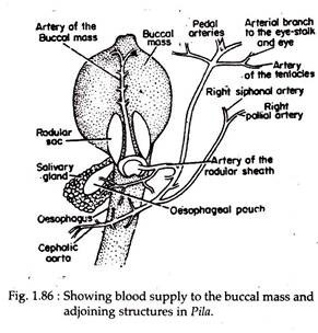 Showing blood Supply to the Buccal Mass and Adjoining Structure in Pila