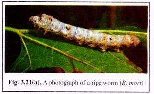 A Photographof Ripe Worm (B. Mori)