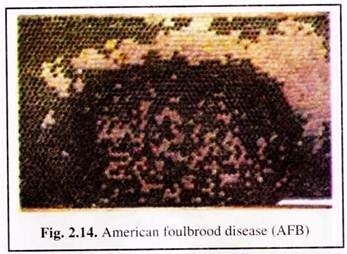 American Foulbrood Disease (AFB) 