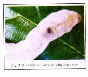 Pebrinished Larva Showing Black Spot