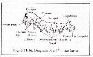 Diagram of 5th Instar Larva