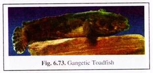 Gangetic Toadfish