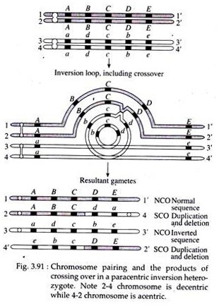 Chromosome Pairing and the Products