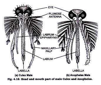 Head and Mouth Part of Male Culex and Anopheles