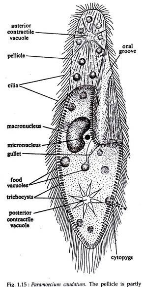 Study Notes on Paramoecium | Protozoa