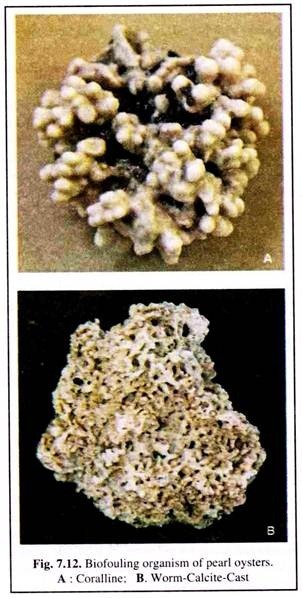 Biofouling Organism ofPearl Oysters