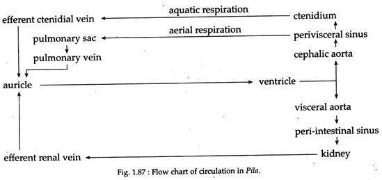 Flow Chart of Circulation in Pila
