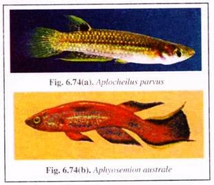 Aplocheilus Parvus and Aphyosemion Australe