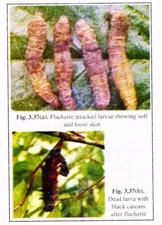 Flacherie Larvae