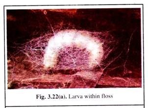 Larva within Floss