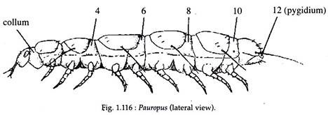 Pauropus