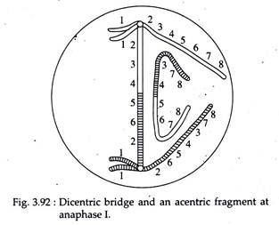 Dicentric Bridge and an Acentric Fragment at Anaphase I