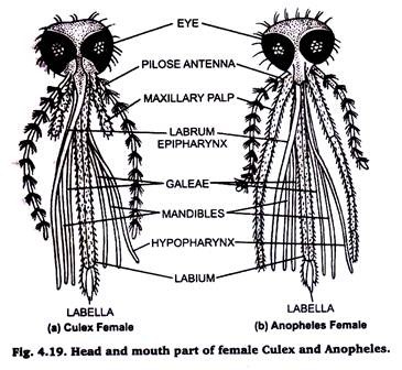 Head and Mouth Part of Female Culex and Anopheles