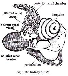 Kidney of Pila
