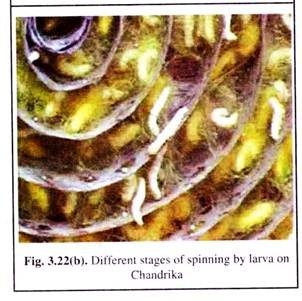 Different Stages of Spinning by Larva on Chandrika