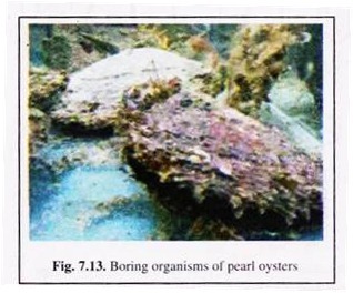 Boring Organisms of Pearl Oysters