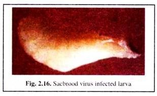 Sacbrood Virus Infected Larva 