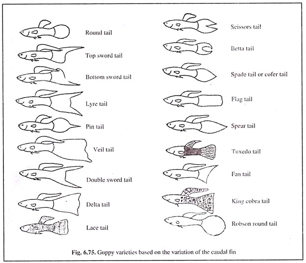Guppy Varieties Based on the Variation of the Caudal Fin
