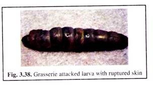 Grasserie Attacked Larva with Rupted Skin