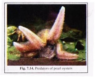 Predators of Pearl Oysters