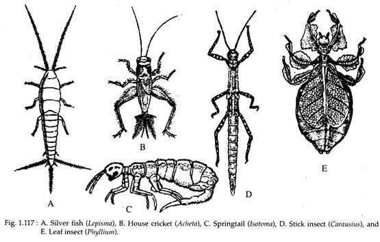 Silver Fish, House Cricket, Springtail, Stick Insect and Leaf Insect