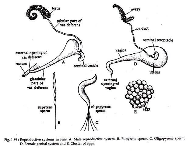 Reproductive System in Pila