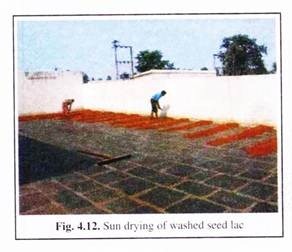 Sun Drying of Washed Seed Lac