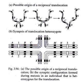 Possible Origin of a Reciprocal Translocation