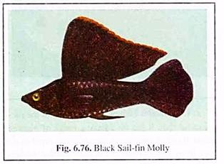 Black Sail-Fin Molly