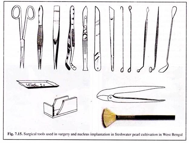 Surgical Tools Used in Surgery and Nucleus Implantation in Freshwater Pearl Cultivation in West Bengal