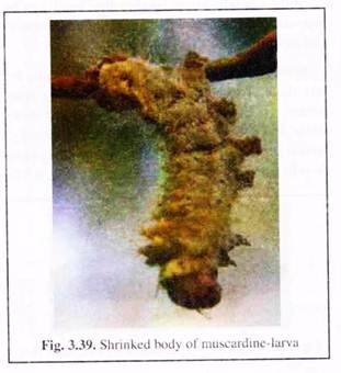 Shrinked Body of Muscardine-Larva