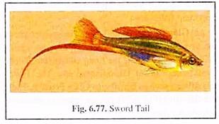 Sword Tail