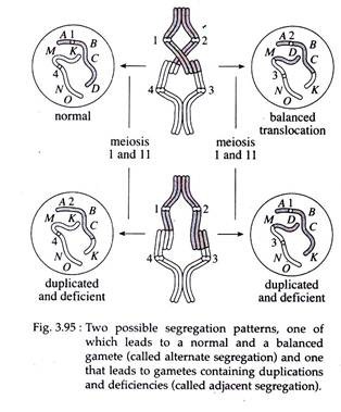 Two Possible Segregation Patterns