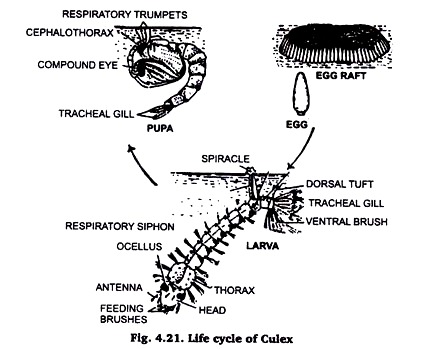 Life Cycle of Culex