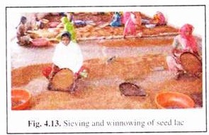 Sieving and Winnowing of Seed Lac