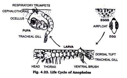 Life Cycle of Anopheles