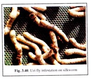 Uzi Fly Infestation on Silkworm