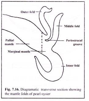Diagrammatic Transverse Section Showing the Mantle Folds of Pearl Oyster
