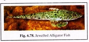 Jewelled Alligator Fish