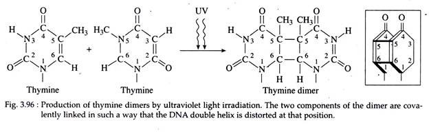 Production of Thymine Dimers